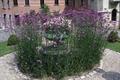 verbena bonariensis